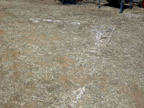Remains of an altar to Apollo Tyr�tas - Photo: Jaap-Jan Flinterman, summer 2010