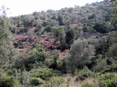Remains of walls on the �yios Athan�sios hill above Pl�ka Leonid�ou - Photo: Jaap-Jan Flinterman, summer 2010