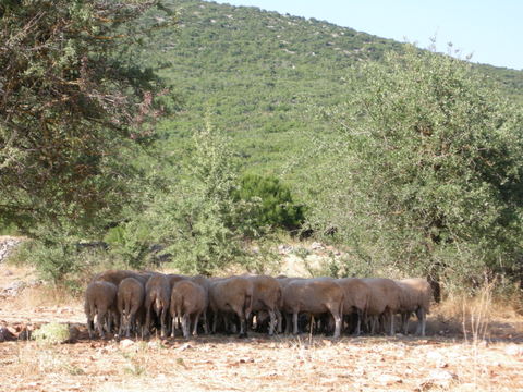 Small livestock, plateau above Tyr�s - Photo: Jaap-Jan Flinterman, summer 2011