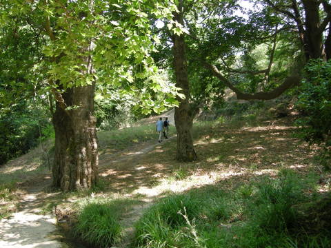 Pl�tanos - Photo: Susanne Feiertag, summer 2013